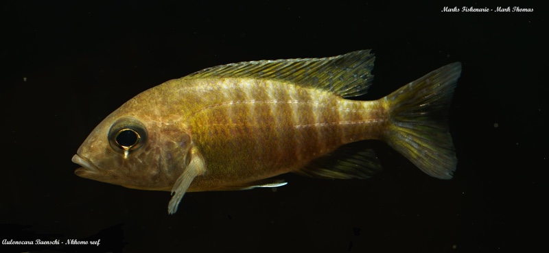 Aulonocara baenschi 'Nkhomo Reef'